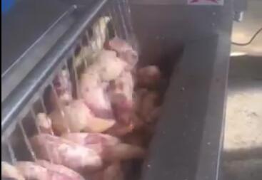 根莖類全自動洗菜機-紅薯、馬鈴薯智能洗菜機